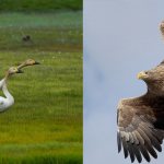 Swans and white-tailed eagle in Kalmykia