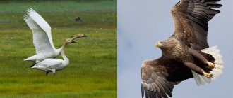 Лебеди и орлан белохвост в Калмыкии